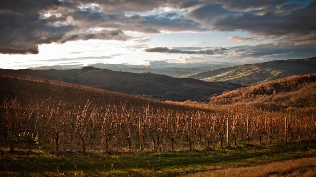 Vigneti molisani al tramonto